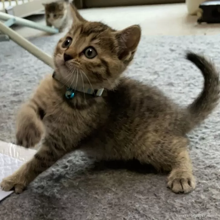 ID:2411-00554の子猫