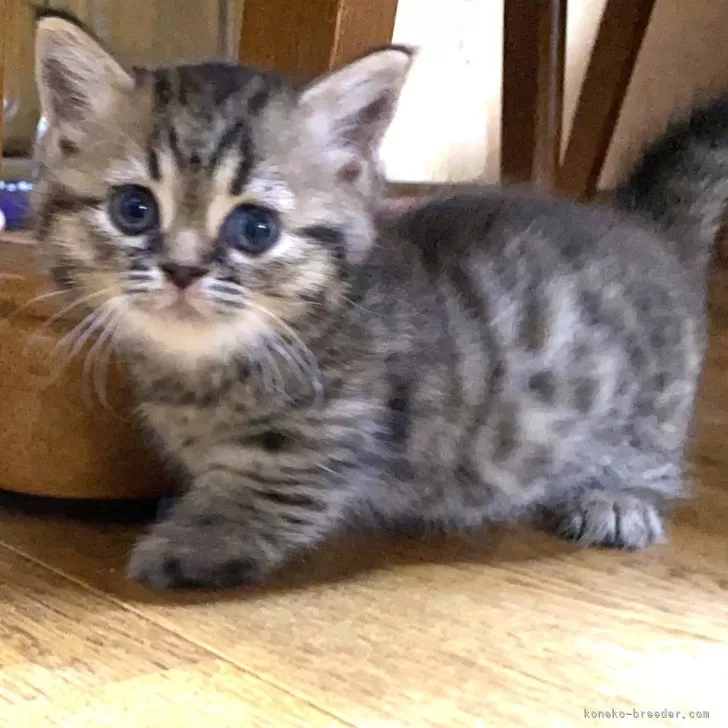 ID:2408-00724の子猫