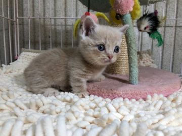 マンチカン(短足)【千葉県・男の子・2018年10月27日・クリームクラシックタビー】の写真「チョー短足ちゃん(≧▽≦)父猫はダブルチャンピオン」