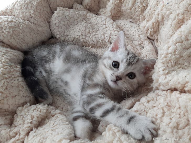 R & C 様のお迎えした子猫