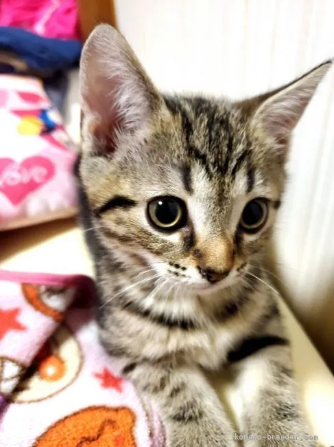 ID:2010-02205の子猫