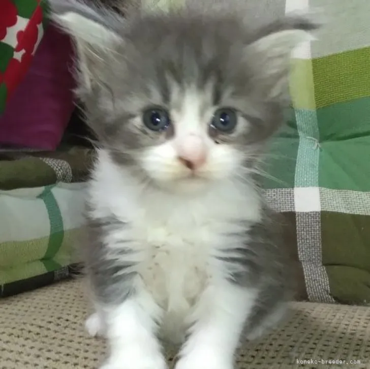 ID:2307-00021の子猫
