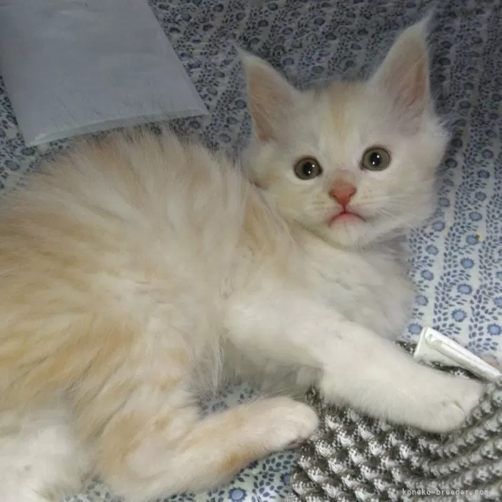 ID:2406-00351の子猫