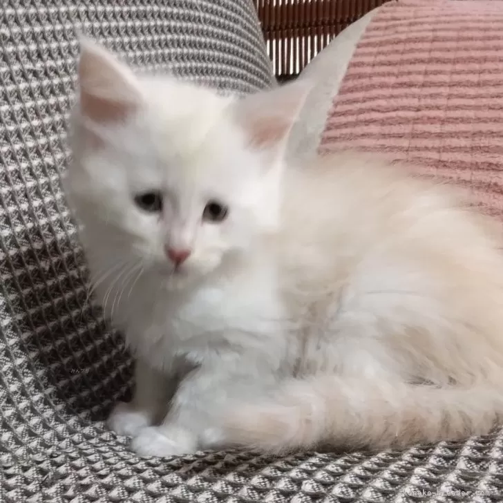 しょち 様のお迎えした子猫