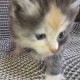 メインクーン
