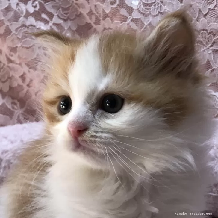 ID:2502-01603の子猫