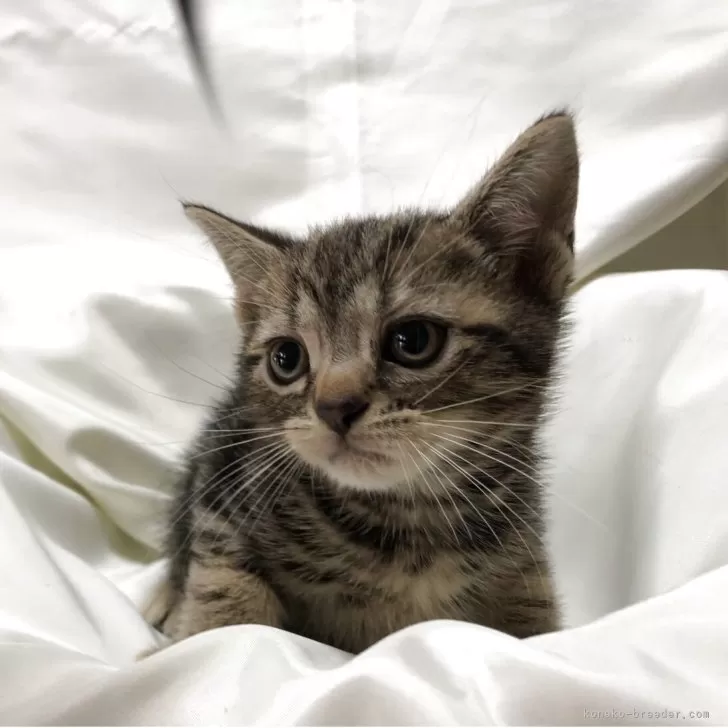 M.I 様のお迎えした子猫