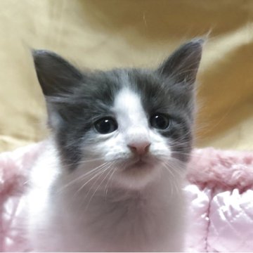 メインクーン【三重県・男の子・2025年9月17日・ブルーホワイト】の写真「可愛い男の子」