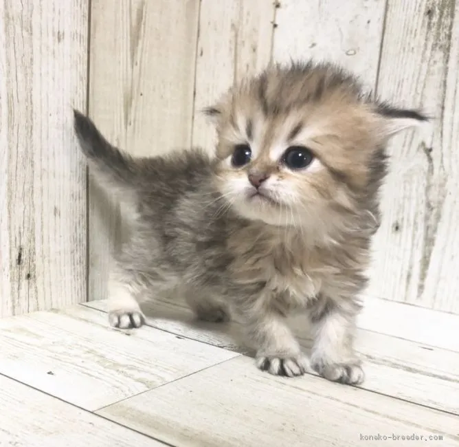 まる 様のお迎えした子猫