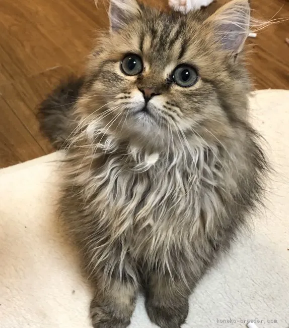 ID:1907-01085の子猫