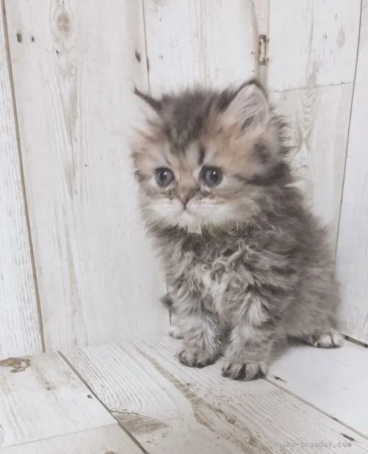 のんちゃん 様のお迎えした子猫