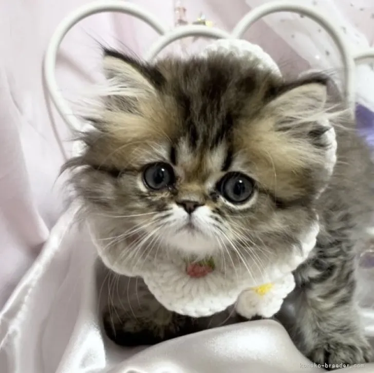 ID:2309-02839の子猫