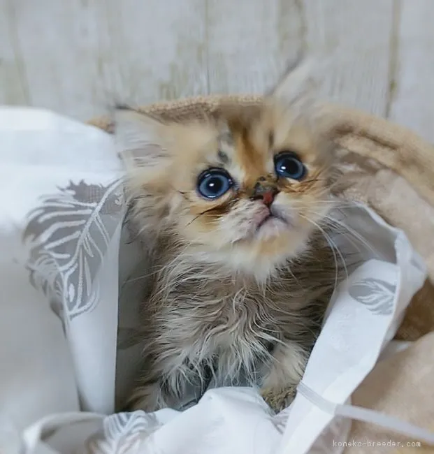 ペルシャ(チンチラ)【愛知県・男の子・2018年10月2日・チンチラゴールデン】の写真1「黄緑ちゃん」