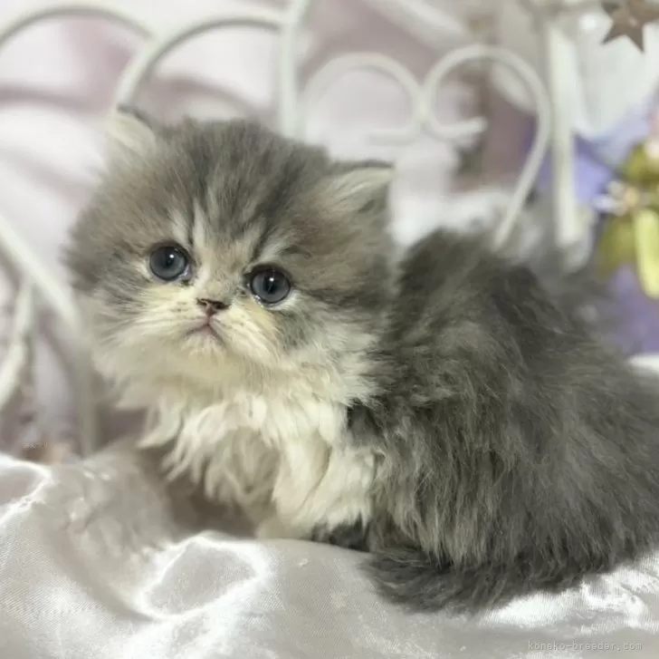 ID:2411-01041の子猫