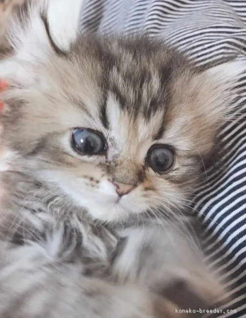 ID:1903-00072の子猫