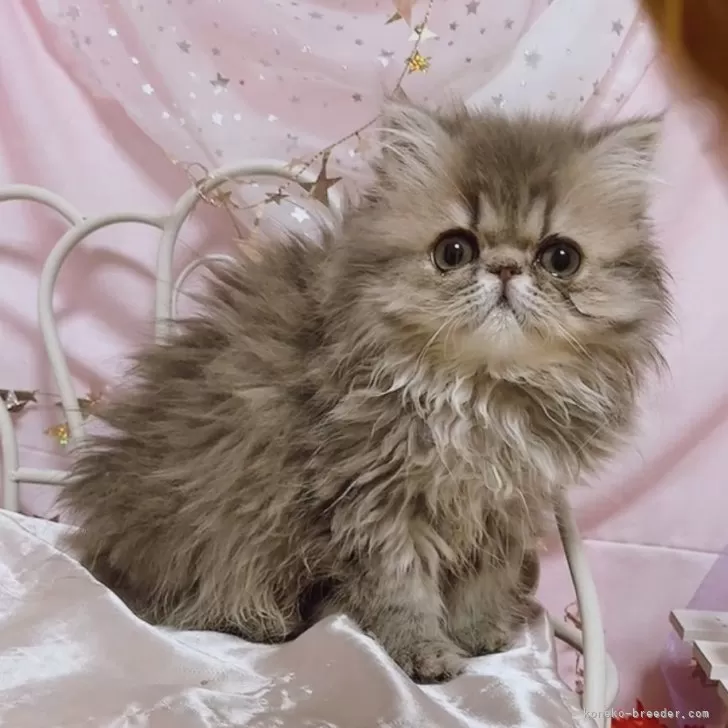 ID:2411-01043の子猫