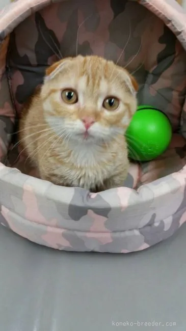 ID:1512-00026の子猫