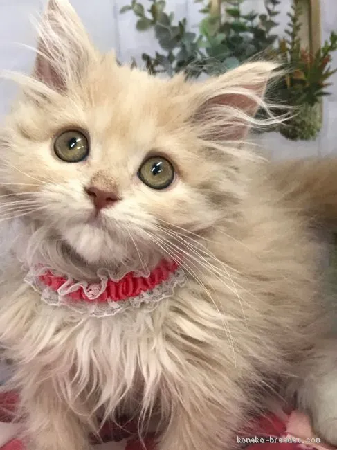 ID:2101-00483の子猫