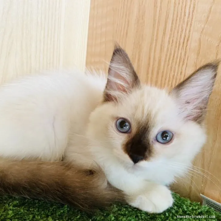 ID:2309-01456の子猫