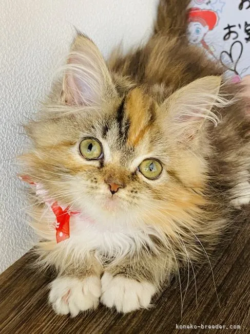ID:2106-02274の子猫