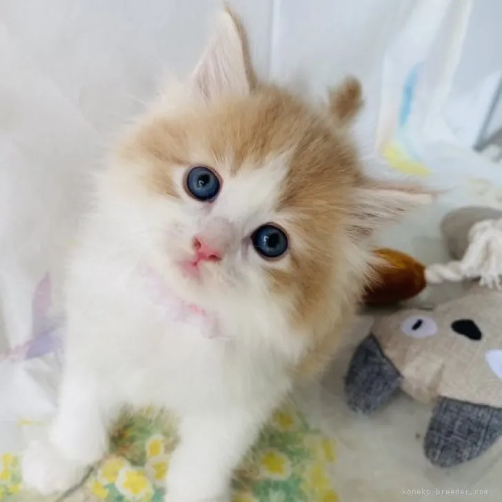 ID:2306-01273の子猫