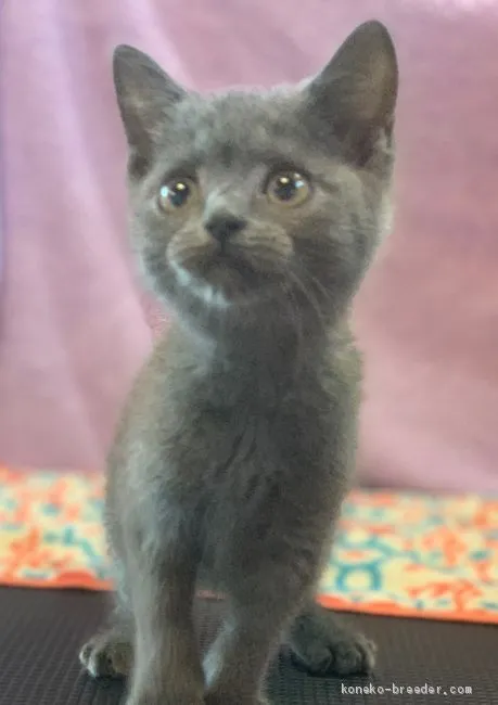 ID:1907-01271の子猫
