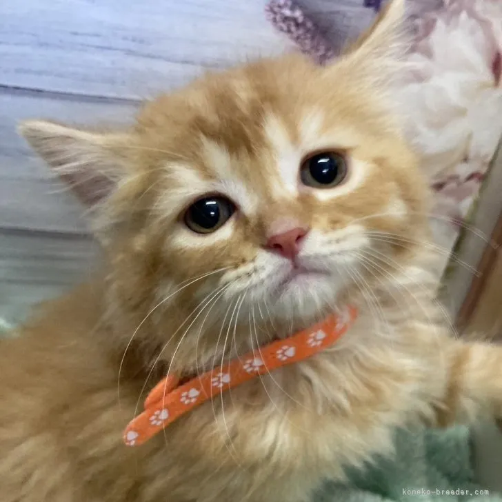 ID:2307-03280の子猫