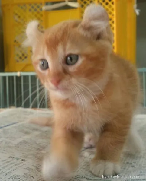 ID:1511-00080の子猫