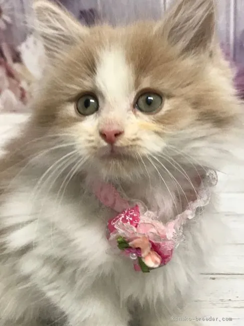 ID:2101-00481の子猫