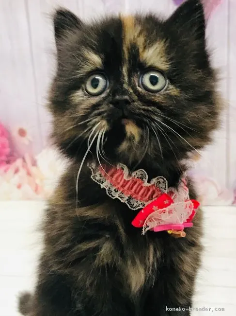 ID:2101-00546の子猫