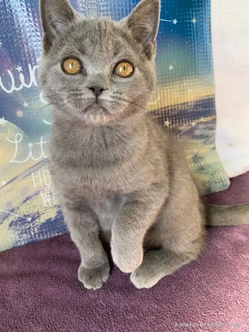 ID:1811-00964の子猫