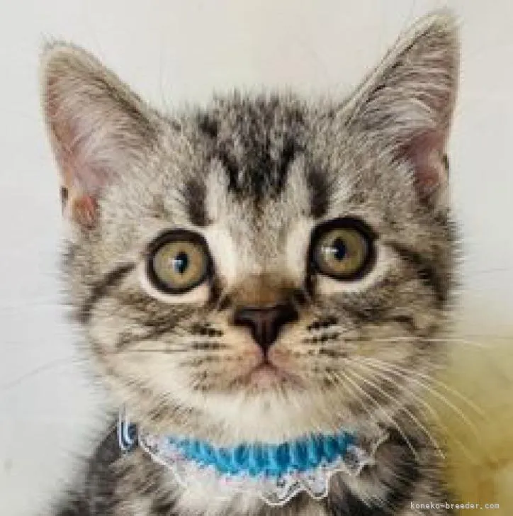 ID:2210-01700の子猫