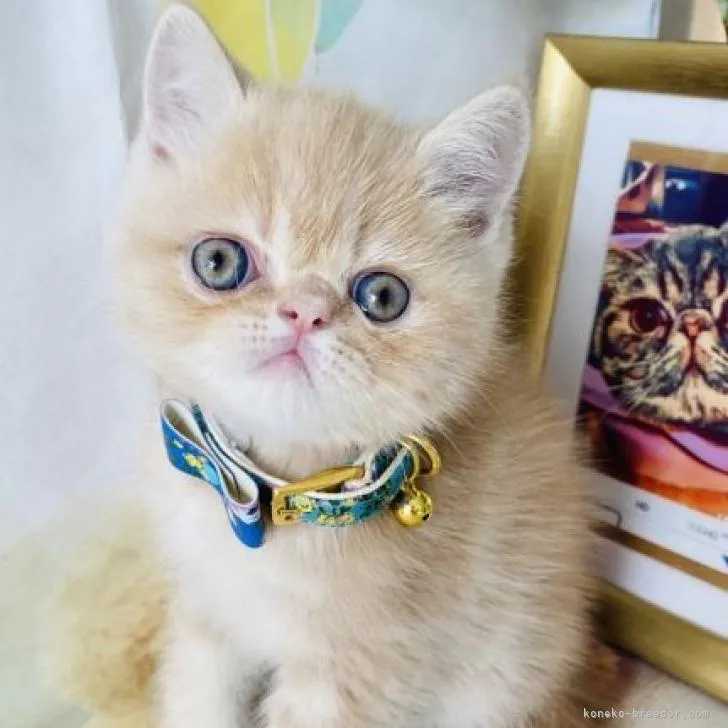 ID:2207-01083の子猫