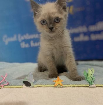 エキゾチックショートヘア【群馬県・男の子・2019年6月8日・ブルーポイント】の写真「ハンサムくん♡」