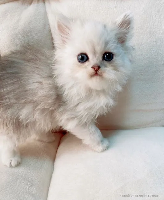 ID：2202-00818の子猫