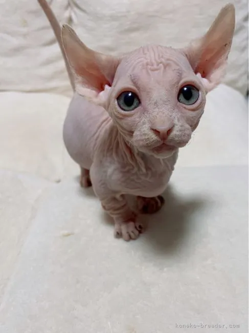 ID:2205-01390の子猫