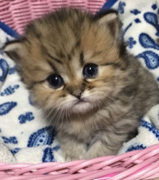 ペルシャ(チンチラ)【千葉県・女の子・2018年4月23日・チンチラゴールデン】の写真「人懐っこい💓かわいこちゃん❣️」