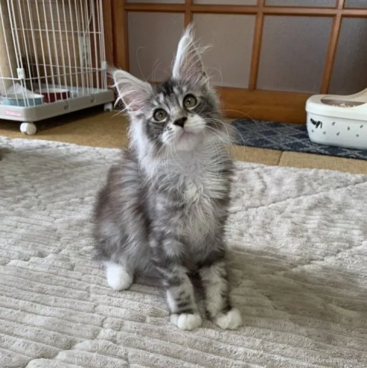 S.O 様のお迎えした子猫