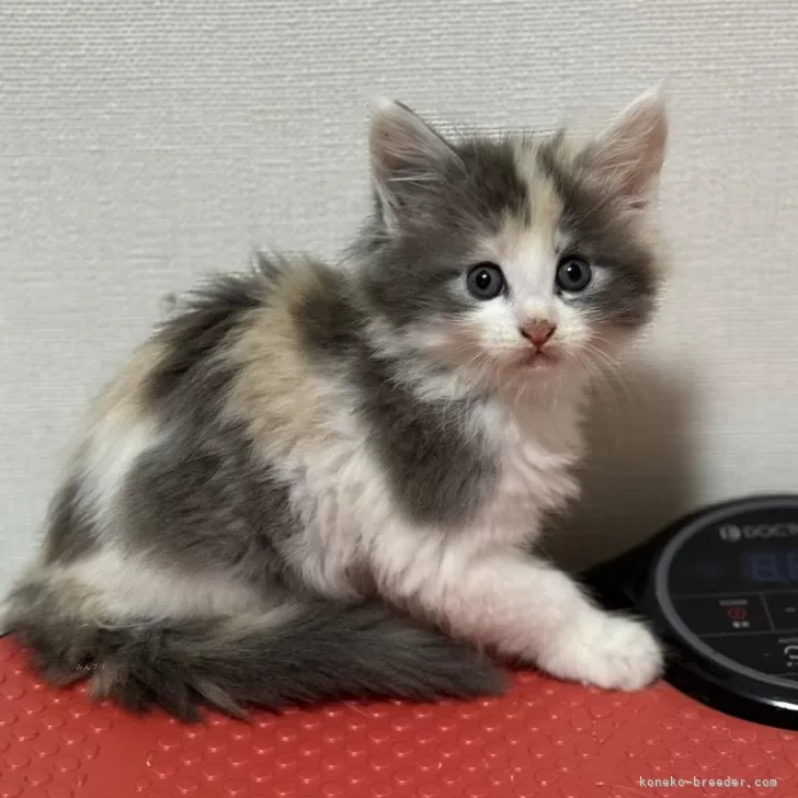 あお 様のお迎えした子猫