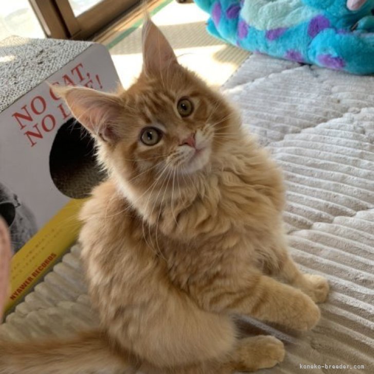 EH 様のお迎えした子猫