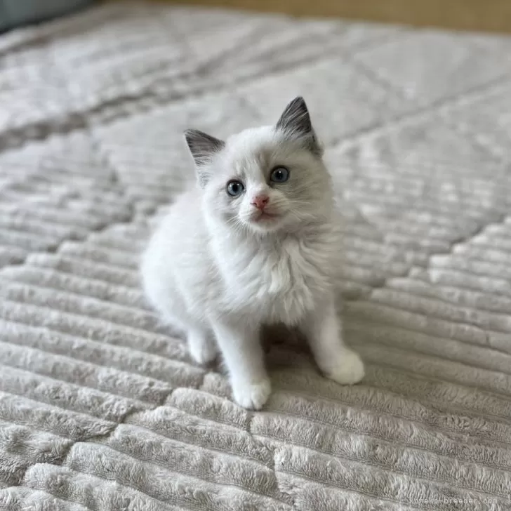 ID：2404-03360の子猫
