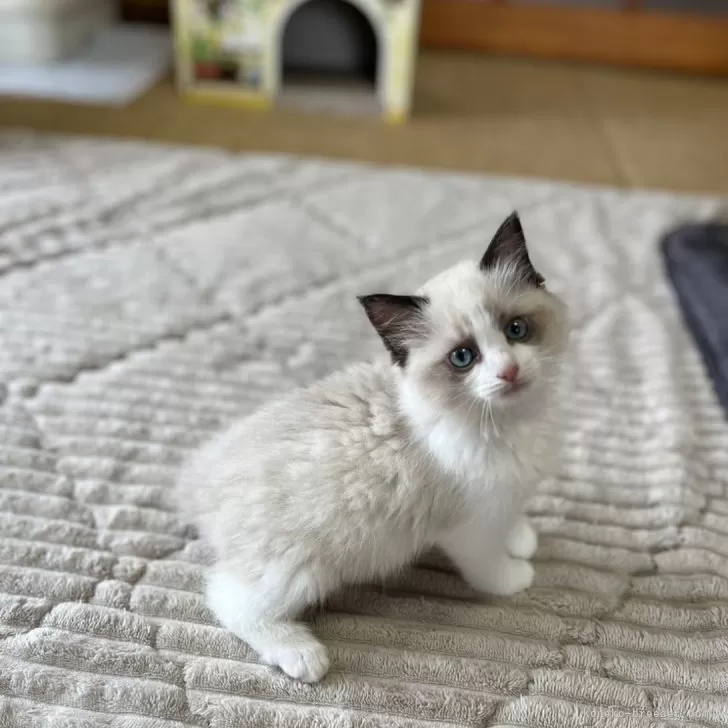 ID:2404-03362の子猫
