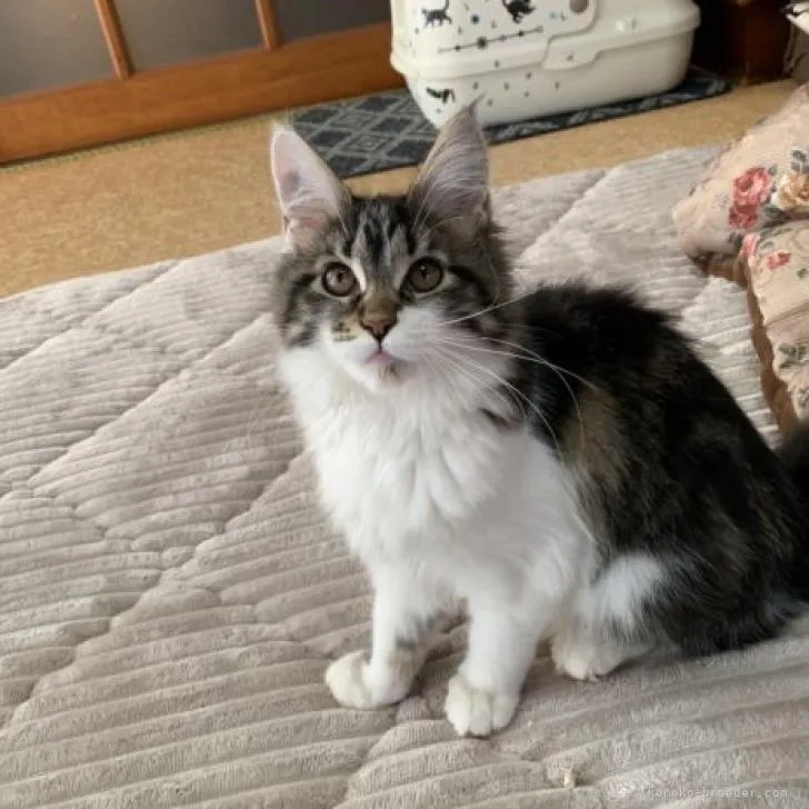 ID:2209-00735の子猫