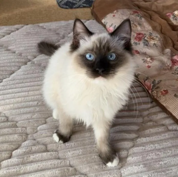 ID:2211-02426の子猫