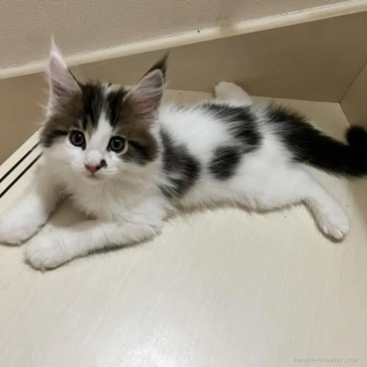 ID:2209-00719の子猫