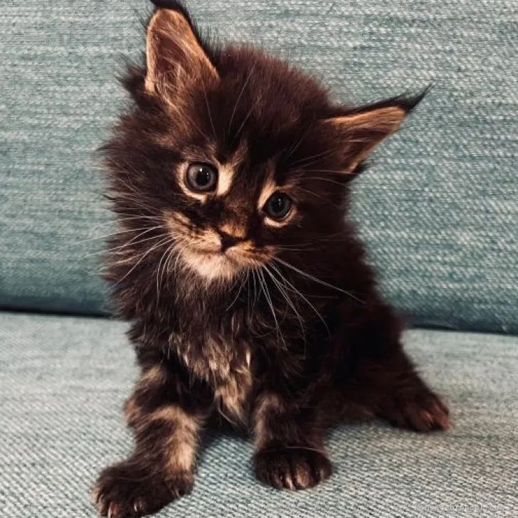 ID:2211-01245の子猫