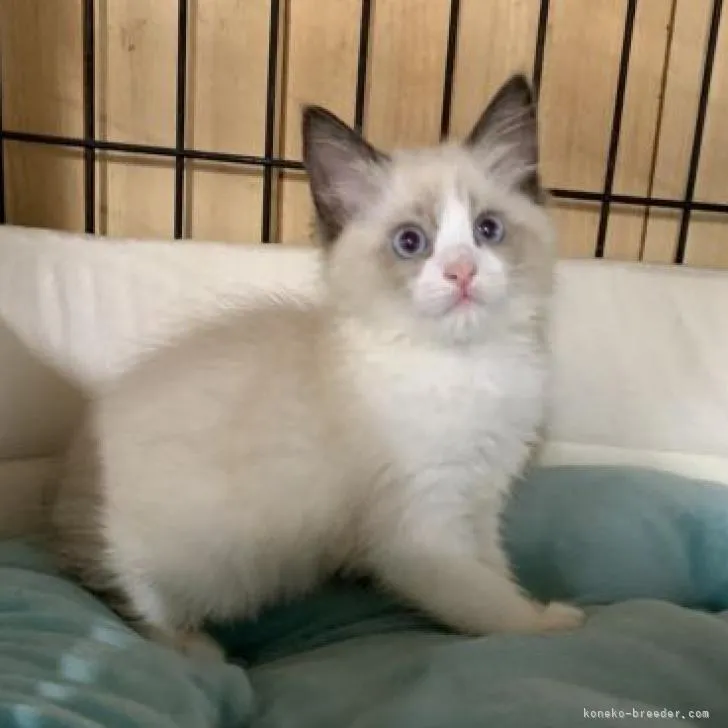 ID:2209-02250の子猫