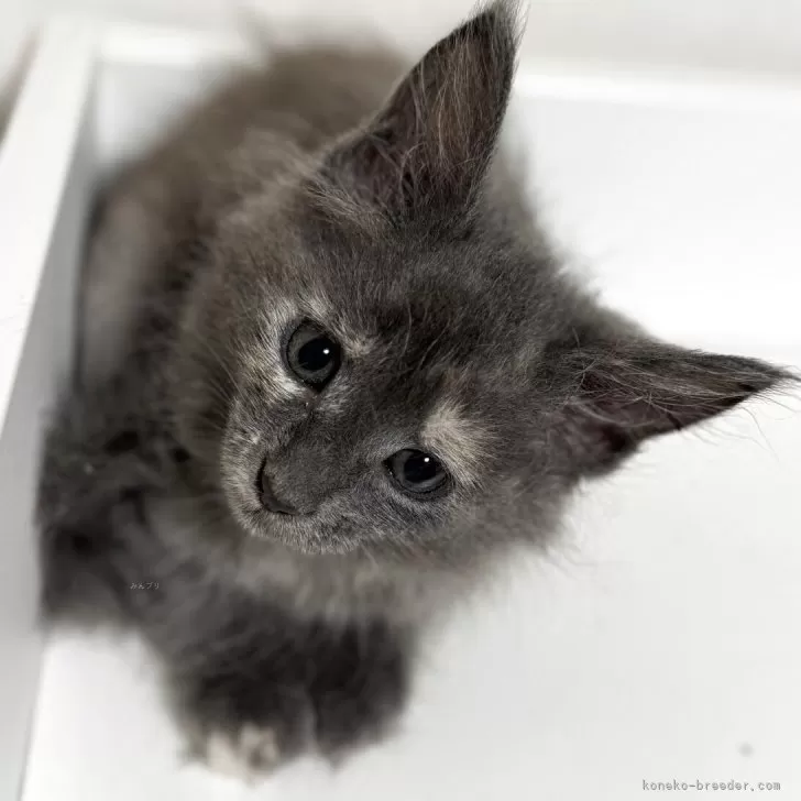 Y.T 様のお迎えした子猫