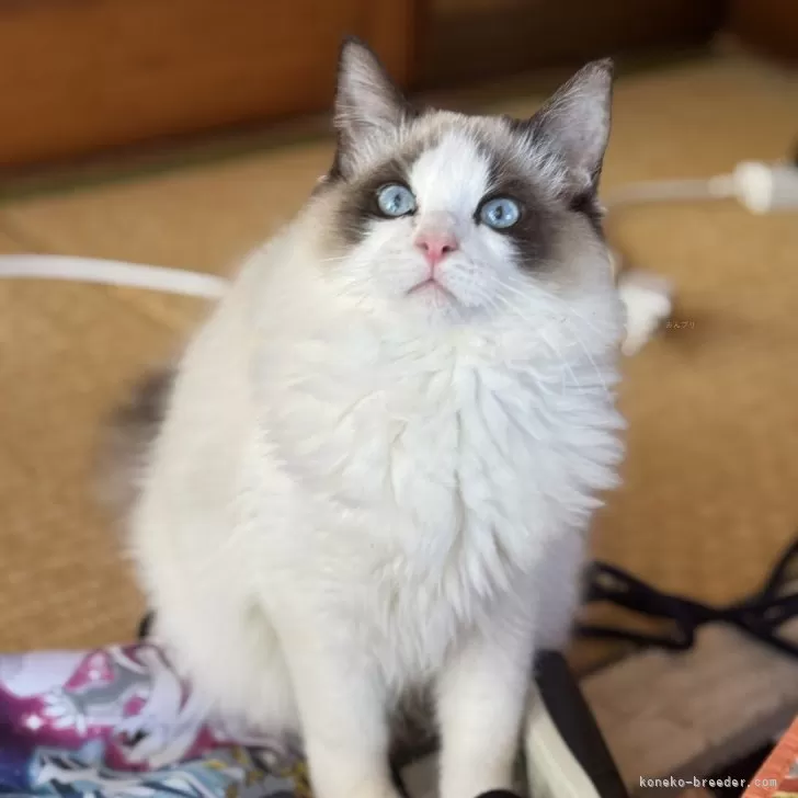 ID：2409-02396の子猫