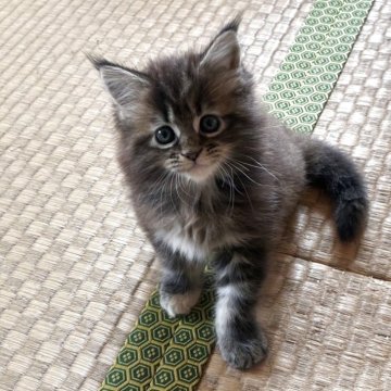 メインクーン【茨城県・女の子・2025年8月19日・ブラウンパッチドタビー】の写真「とっても美人さん!優良血統です!!」